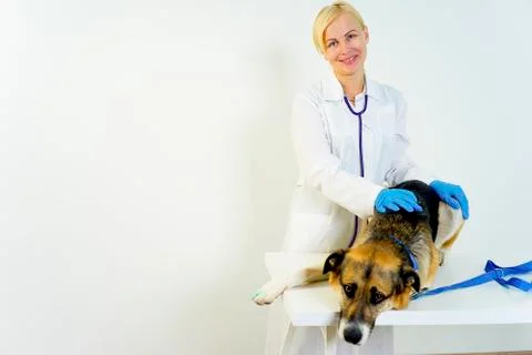 Dog at a vet Stock Photos
