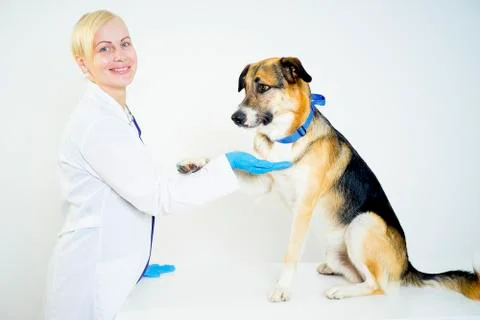 Dog at a vet Stock Photos