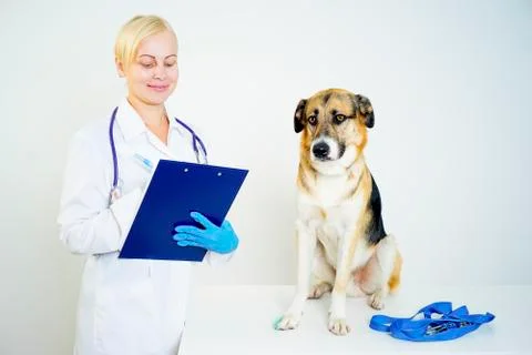 Dog at a vet Stock Photos