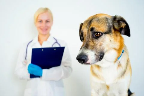 Dog at a vet Stock Photos