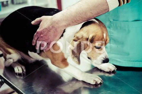 Dog At The Vet In The Surgery Preparation Room.