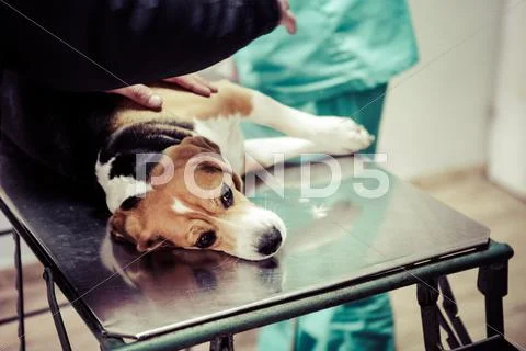 Dog At The Vet In The Surgery Preparation Room.