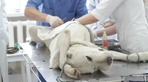 Dog in a veterinary clinic Stock Footage 50107838