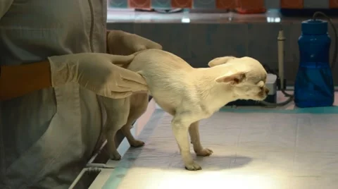 Dog in a veterinary office Video stock 54737578