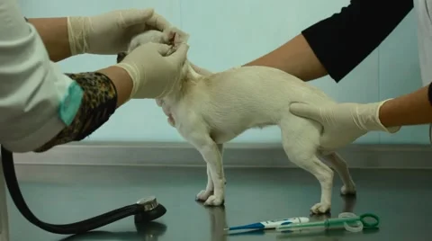 Dog in a veterinary office Stock Footage 55300266