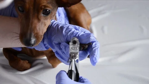 A dog at a vet's appointment Stock Footage 124734709