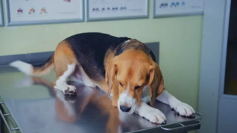 The dog in the vet’s office is lying on the table. Stock Footage 115876742