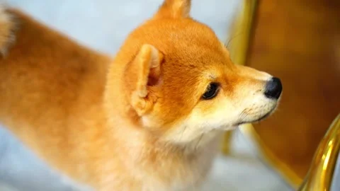 Dog video Stock Footage 314908938