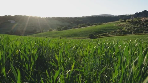 Dog view in a green wheat field Stock Footage 129620180