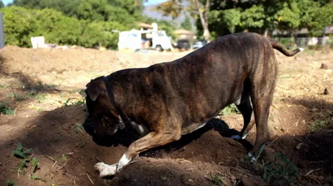 Dog Vigorously Digging in Dirt Vidéo 32478390