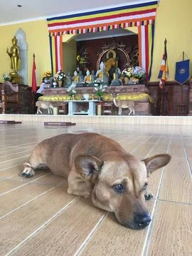 A Dog In A Vihara Stock Photos