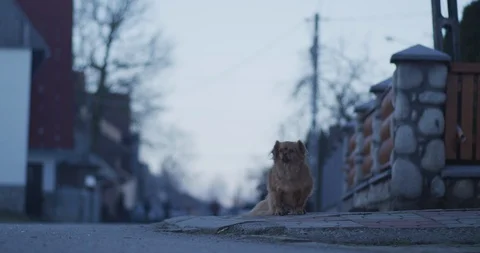 Dog in a village 1 Stock Footage 89952539