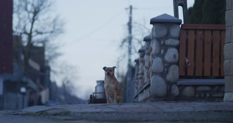 Dog in a village 2 Stock Footage 89952397