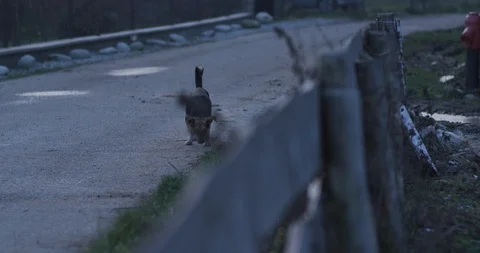 Dog in a village 3 Stock Footage 89952050