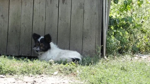 A dog in the village Stock Footage 79751995