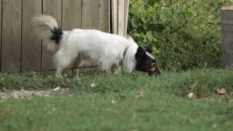A dog in the village Vidéo 79757941