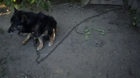 A dog in the village Video stock 79764506