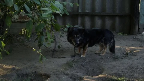 A dog in the village 库存影片 79764558