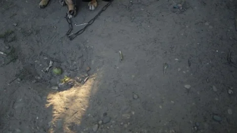 A dog in the village 库存影片 79764633