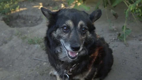 A dog in the village 库存影片 79766357