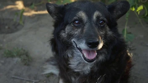 A dog in the village Stock Footage 79766431