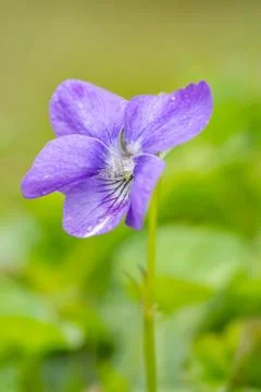 Dog violet Stock Photos