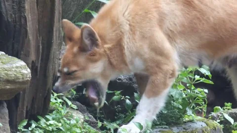 Dog is vomiting Stock Footage 69168689