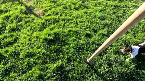 Dog vs Shovel Видео 237022434