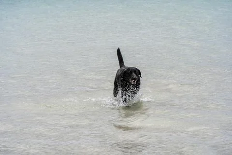 Dog wading at the beach Stock Photos