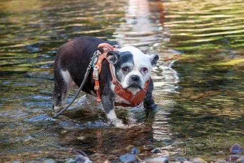 A dog wading in the stream Stock Photos