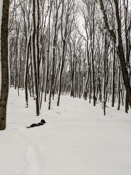 Dog Wading Through Deep Snow in a Bare Winter Forest 스톡 사진