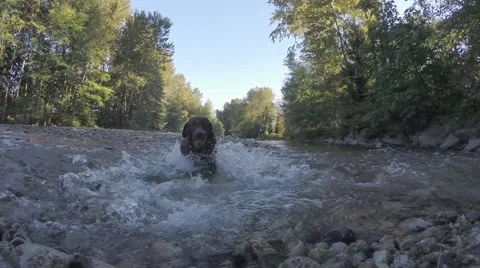 Dog wading through a stream Stock Footage 41452579