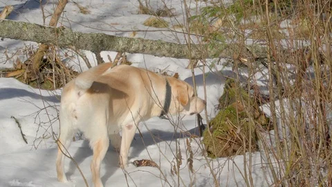 The dog wagging his tail while walking on the snow ground Stock Footage 122044790