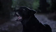 Dog Wagging It's Tail And Barking At Night Stock Footage