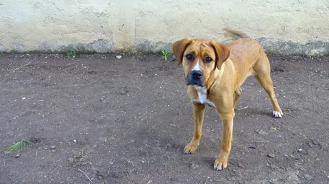 Dog Wagging its tail Stock Footage 58886556