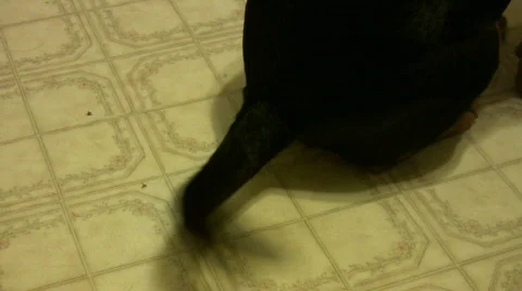 Dog wagging tail Stock-Footage 516335