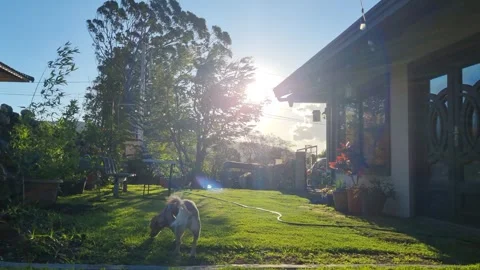 Dog wagging tail in sunny backyard with house and lush greenery Stock Footage 345101319