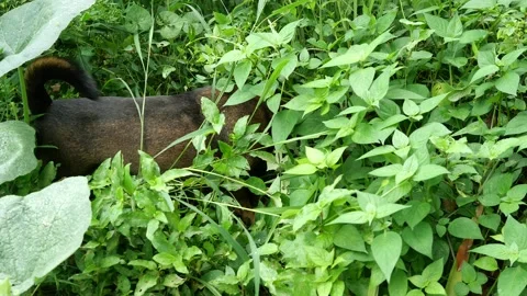 Dog wagging tail while hunting other animals in overgrown vegetation Stock Footage 159929450