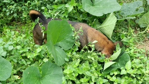 Dog wagging tail while hunting other animals in overgrown vegetation Stock Footage 160030067
