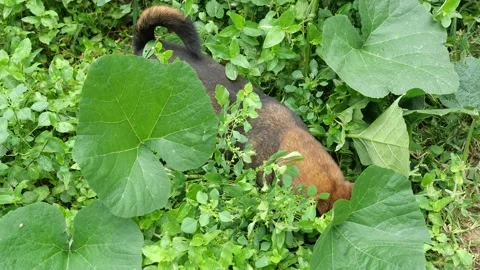Dog wagging tail while hunting other animals in overgrown vegetation Stock Footage 160193025