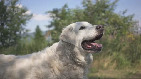 Dog wags its tail while waiting for a treat Stock Footage 132284605
