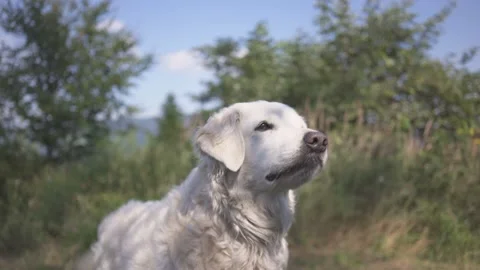 Dog wags its tail while waiting for a treat Stock Footage 132287880