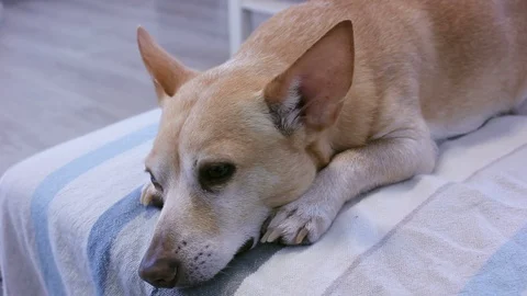 Dog wait Stock Footage 128976706