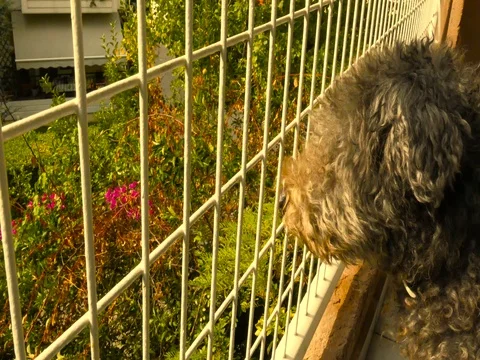 Dog waiting on balcony Stock Footage 80755310