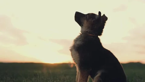 Dog waiting for command eat. sit command. young shepherd puppy. smart dog breed Stock Footage 242569327