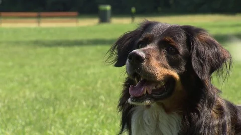 Dog is waiting for command Video stock 73698326