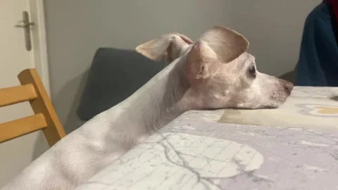 Dog Waiting For Dinner Stock Footage 255304456