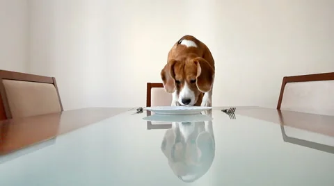 Dog waiting for a dinner on the served table Stock-Footage 48597481