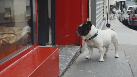 Dog waiting at the door of a cafe Stock Footage 126988946