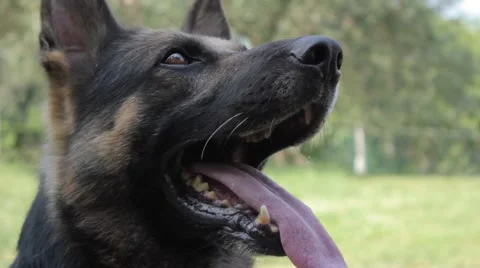 Dog waiting Video stock 52512146